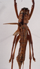 CollectionObject 1534558; c9c7c5c3-327d-4c61-b3f1-922901f78495: female, dorsal view (holotype). (CollectionObject).