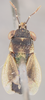 CollectionObject 1596432; 99197ad9-37f5-4123-8baf-029ba742b346: Geocoris decoratus HOLOTYPE (NMNH) - (CC BY-NC 3.0) - Photo by Pablo M. Dellapé with permission from the National Museum of Natural History (NMNH), Smithsonian Institution, Washington, D.C. (CollectionObject).