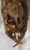 CollectionObject 1532123; NMW 7251, 6caafc8d-56bd-44ad-aed9-ee52b3bb9012: male abdomen tip, ventral view (syntype). (CollectionObject).