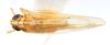 Habitus, dorsal view: !! display not done !! on Pygospina spinata Caldwell, 1951: (Observation).