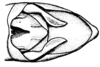 Leiotettix pulcher Rehn, 1913: Fig 36. male abdomen tip, dorsal view. (Otu).