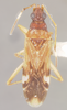 Ozophora floridana Slater & Baranowski, 1983: Ozophora floridana HOLOTYPE (NMNH) - (CC BY-NC 3.0) - Photo by Pablo M. Dellapé with permission from the National Museum of Natural History (NMNH), Smithsonian Institution, Washington, D.C. (Otu).