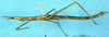 CollectionObject 1507029; dcfd9db8-0d68-4559-9d51-8edaa87668f7: female, lateral view (holotype). (CollectionObject).