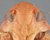 Head: !! display not done !! on Ponana (Ponana) sanguinolenta (Spångberg, 1878): (Observation).