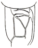 CollectionObject 1522190; 0aa56165-7da1-4b0d-9375-07a6341a1407: Pl. II, Fig. 32 (after type). male, stridulatory area of left tegmen. (CollectionObject).