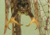 CollectionObject 1565818; 61f4887f-2a36-4324-973e-576d1076fbe6, cbt065s01: male abdomen tip, ventral view. (CollectionObject).