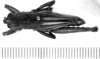 CollectionObject 1523916; 54e9d514-a630-4860-a179-46bb0912199a: male, dorsal view (holotype). (CollectionObject).