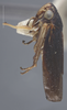 Habitus, lateral view: !! display not done !! on Ciminius hartii (Ball, 1900): Lateral. Male, Darker colored specimen. (Observation).