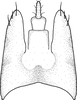 Pygofer, dorsal view on Brazosa encrustada Pinedo-Escatel & Dietrich, 2020: (Observation).