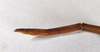 CollectionObject 1557901; 33eec9cd-c3a8-429a-843c-45738f348399: copyright ZMHB, Berlin. female: end of abdomen, lateral view (holotype). (CollectionObject).