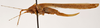 CollectionObject 1575457; 0dfa52dd-c8eb-402a-ab21-794afb27ed17: female, lateral view (paratype). (CollectionObject).