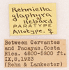 CollectionObject 1585749; 6aff6410-10e0-48a1-ba77-aeca8c9e0f74: labels (allotype). (CollectionObject).