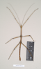 CollectionObject 1561200; NHMUK(SF IMPORT DUPLICATE) 844711, a735ba33-9d9d-4589-875e-5c975d4c8d40: copyright Natural History Museum, London. male Lonchodes stomphax (holotype). (CollectionObject).