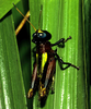Megacheilacris bullifemur otongae Buzzetti & Carotti, 2010: female. (Otu).