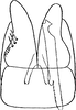 Subgenital plate: Pygofer ventral appendages, ventral view (E. arboricola Vilbaste, 1968). (Observation).