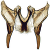 Connective: Athysanus argentarius, connective and stylus, ventrally (INHS). (Observation).