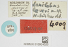 labels (syntype). Depicts CollectionObject 1583761; 3a50b659-19ea-4c28-a586-8793def20388, NHMUK010924520, a CollectionObject.