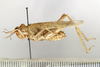 CollectionObject 1528540; 4b63fd19-2a5c-4946-8d4e-4f1382a0bc3d: female, lateral view (syntype of syn. D. fumeipennis). (CollectionObject).