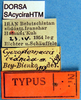 CollectionObject 1530729; 1acd811f-31b3-496e-8b56-a5711204642d, DORSA SAcyciraHTM: labels (holotype). (CollectionObject).