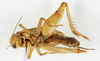 CollectionObject 1588099; 0853b684-939c-406a-a66a-bcd18099ba4d, MNHN-EO-ENSIF6980: male, ventral view (paratype of Gryllopsis aelleni). (CollectionObject).