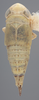 Habitus, dorsal view on Athysanella (Athysanella) kadokana Knull, 1951: Dorsal - Female. (Observation).