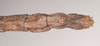 CollectionObject 1559458; NHMUK(SF IMPORT DUPLICATE) 844621, 9b490768-d036-4de7-b05c-5ef3bf418c8c: copyright Natural History Museum, London. female: end of abdomen, ventral view of Hermogenes hosei (holotype). (CollectionObject).