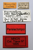 CollectionObject 1578621; e0de84bd-c8c2-4c49-869f-37c911ac30d0: male, labels (paralectotype). (CollectionObject).