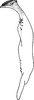 Stylus: Stylus (A. nigropunctata Dwor.). (Observation).