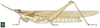 Pyrgomorpha (Pyrgomorpha) cognata cognata Krauss, 1877: Page 55, Figure 1. female habitus. (Otu).