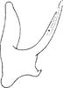 Aedeagus, lateral view on Dapitana robusta Mahmood, 1967: Aedeagus, lateral view. (Observation).