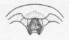 Ceuthophilus (Ceuthophilus) arizonensis Scudder, 1894: Fig. 644. male epiproct. (Otu).
