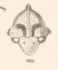 Head: !! display not done !! on Adippe pardalina Fowler, 1896: (Observation).