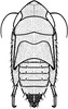Nymph: (Observation).