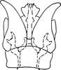 Subgenital plate, ventral view on Dikrella (Dikrella) duplica Ruppel & DeLong, 1953: Subgenital plates. (Observation).