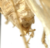 CollectionObject 1529767; ac3f7009-db4d-49a9-bfb9-8955277e2dd9: male cerci (holotype). (CollectionObject).
