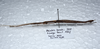 CollectionObject 1575939; 64e544d8-2d85-49e2-a126-a79c006d26d4: copyright SPM, Kinabalu. male, lateral view (paratype). (CollectionObject).