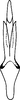 Aedeagus, ventral view on Arboridia (Arboridia) lunula Song & Li, 2013: ventral view. (Observation).
