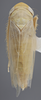 Habitus, dorsal view on Chlorotettix filamenta DeLong, 1937: Dorsal. (Observation).
