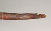 CollectionObject 1557825; 87f9a19e-e234-4e6b-b475-4fa501d1a9d7: copyright Natural History Museum, London. female: end of abdomen, dorsal view of Chondrostethus woodfordi (syntype). (CollectionObject).;CollectionObject 1557826; 50d4ed4c-0940-4f37-b3fe-450e20f5d380: copyright Natural History Museum, London. female: end of abdomen, dorsal view of Chondrostethus woodfordi (syntype). (CollectionObject).