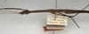 CollectionObject 1560457; 0ef1e3fc-0331-4f73-8d9e-cc8eb137cab9: copyright NMW, Vienna. male: head and thorax, lateral view (holotype). (CollectionObject).