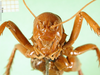 CollectionObject 1595445; 47837a18-901b-493f-9211-5a29fa518c14: male, frontal view. (CollectionObject).
