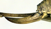 CollectionObject 1568278; 56a1a3cf-6288-4e4e-bd2c-2d131d64bd31: ovipositor (paratype). (CollectionObject).