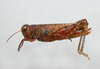 Dichroplus robustulus (Stål, 1878): female. (Otu).