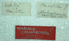 CollectionObject 1563976; 411429b1-33c4-4c19-96ec-deefb4e0c3ec: copyright J. Bresseel. male, data labels (holotype). (CollectionObject).