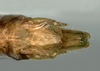 CollectionObject 1580067; 69e60f67-1965-4b70-bcff-324050310e7e: male terminalia, dorsal view (paratype). (CollectionObject).