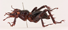 CollectionObject 1517599; 8520d1d2-9ccb-444c-b943-7aaa2019cf6a, NHMUK015982099: male, lateral view (lectotype). (CollectionObject).