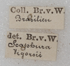 labels (as Scaphura vigorsii). Depicts CollectionObject 1552407; aca37f4b-f7a0-4be8-887c-25604920ce1a, a CollectionObject.