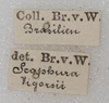 CollectionObject 1552407; aca37f4b-f7a0-4be8-887c-25604920ce1a: labels (as Scaphura vigorsii). (CollectionObject).
