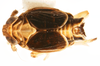Habitus, dorsal view on Paraliburnia kilmani (Van Duzee, 1897): (Observation).