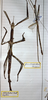 CollectionObject 1558655; ec555e54-6f57-4ec1-abc9-e4eeca9f3de8: copyright Geneva. femeale (holotype). (CollectionObject).